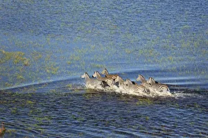 Moremi Game Reserve Collection: Picture No. 12009405