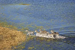 Moremi Game Reserve Collection: Picture No. 12009406