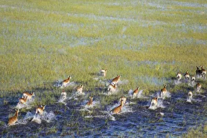 Moremi Game Reserve Collection: Picture No. 12009416