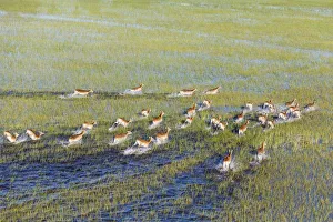 Moremi Game Reserve Collection: Picture No. 12009417