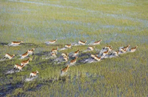 Moremi Game Reserve Collection: Picture No. 12009418