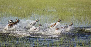 Moremi Game Reserve Collection: Picture No. 12009419