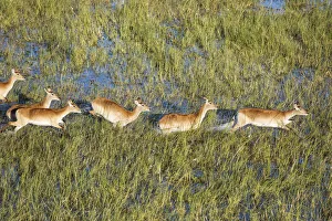 Moremi Game Reserve Collection: Picture No. 12009420