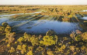 Moremi Game Reserve Collection: Picture No. 12009424