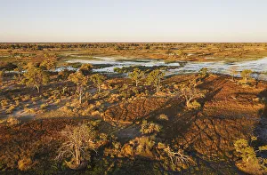 Moremi Game Reserve Collection: Picture No. 12009425