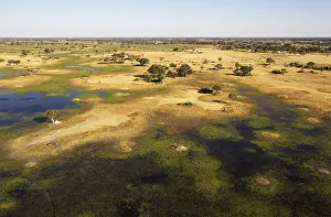 Moremi Game Reserve Collection: Picture No. 12009426