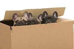 Boxes Prints: Picture No. 12009457