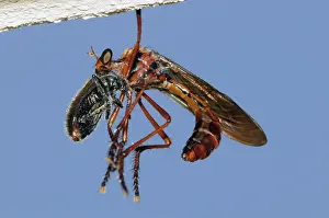 Flies Prints: Picture No. 12009485