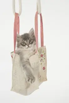 Bags Prints: Picture No. 12009498