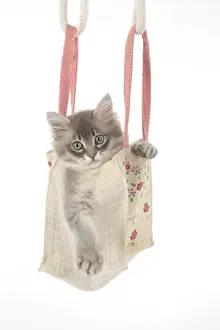 Bags Prints: Picture No. 12009500