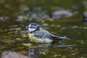 Tits Prints: Picture No. 12009528