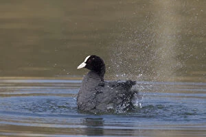 Coot Collection: Picture No. 12009536