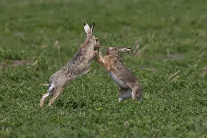 Fighting Prints: Picture No. 12009554