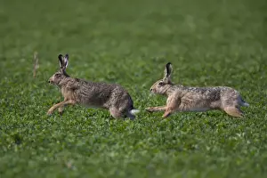 Hares Prints: Picture No. 12009555