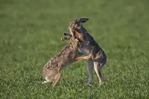 Hares Prints: Picture No. 12009557