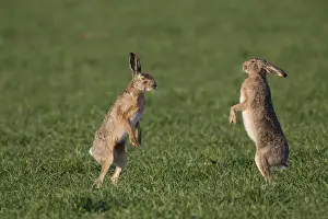 Hares Prints: Picture No. 12009559