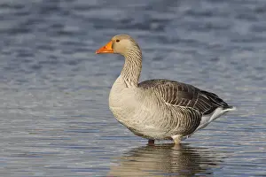 Greylag Prints: Picture No. 12009565