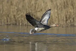 Greylag Prints: Picture No. 12009566