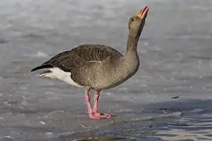 Geese Prints: Picture No. 12009573
