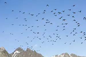 Auks Prints: Picture No. 12009580
