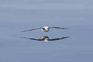 Fulmar Collection: Picture No. 12009605