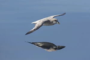 Fulmar Collection: Picture No. 12009606