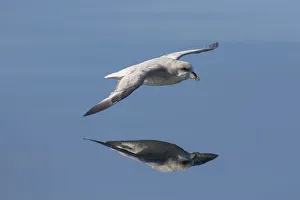 Fulmar Collection: Picture No. 12009606