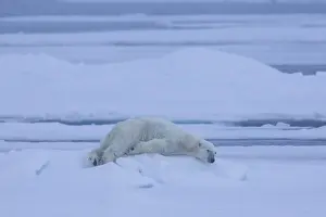 North Pole Prints: Picture No. 12009607
