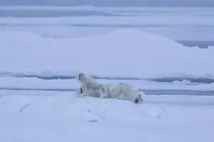 North Pole Prints: Picture No. 12009608