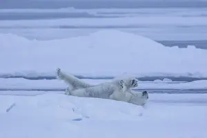 North Pole Prints: Picture No. 12009609