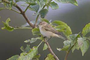 Chiffchaff Prints: Picture No. 12009613
