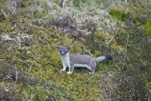 Mustelid Collection: Picture No. 12009614