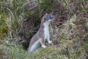 Mustelid Collection: Picture No. 12009615