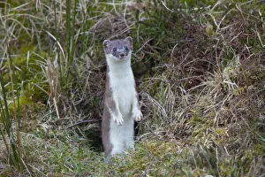 Mustelid Collection: Picture No. 12009616
