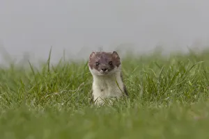 Mustelid Collection: Picture No. 12009617