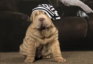 Striped Prints: Picture No. 12009659