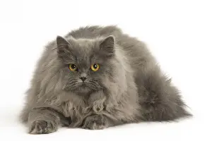 Longhairs Prints: Picture No. 12009715