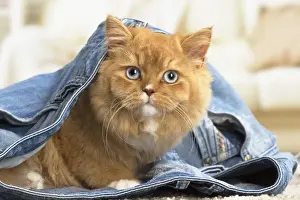 Jeans Prints: Picture No. 12009779