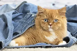Jeans Prints: Picture No. 12009781