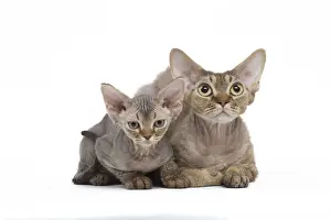 Hairless Prints: Picture No. 12009823