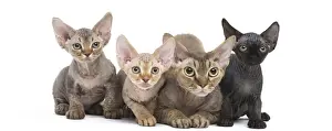 Hairless Prints: Picture No. 12009825