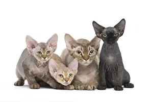Hairless Prints: Picture No. 12009826