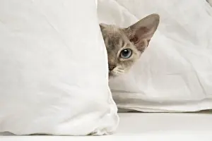 Devon Prints: Picture No. 12009857