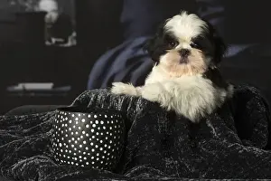 Tzus Prints: Picture No. 12009917