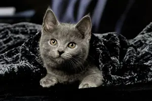 Chartreux Prints: Picture No. 12009962