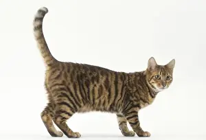 Toygers Prints: Picture No. 12010009