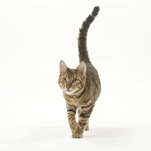 Toyger Prints: Picture No. 12010010
