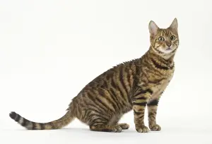 Toyger Prints: Picture No. 12010011