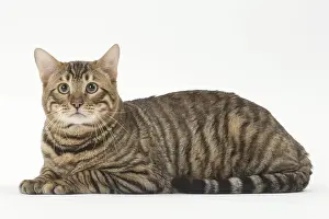 Toyger Prints: Picture No. 12010012