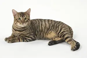 Toyger Prints: Picture No. 12010013